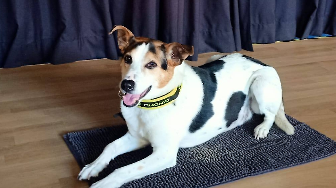 Pippo il cane da soccorso conquista gli studenti di Borgaro