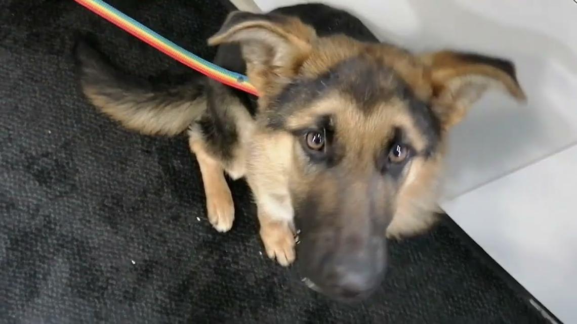 Nichelino, &ldquo;il canile non &egrave; un parcheggio&rdquo;: Fiodor Verzola rilancia la tutela animale e ferma le cessioni facili