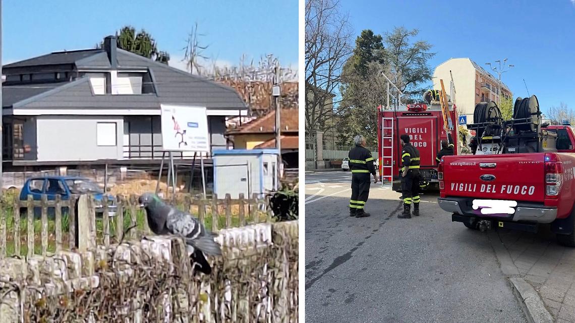 Piccione ferito incastrato in stazione: intervengono i Vigili del Fuoco in Canavese