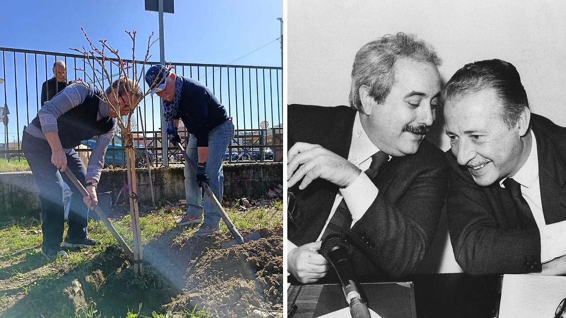 Un albero per Falcone e Borsellino davanti alla scuola: a San Mauro la legalit&agrave; mette radici