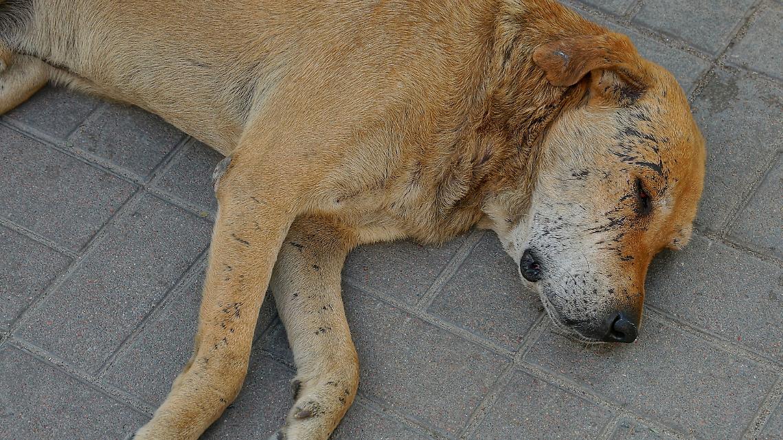 Trascinato vivo sull&rsquo;asfalto: il sangue di un cane dietro un trattore