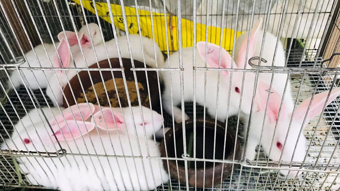 Lein&igrave; vieta gli animali