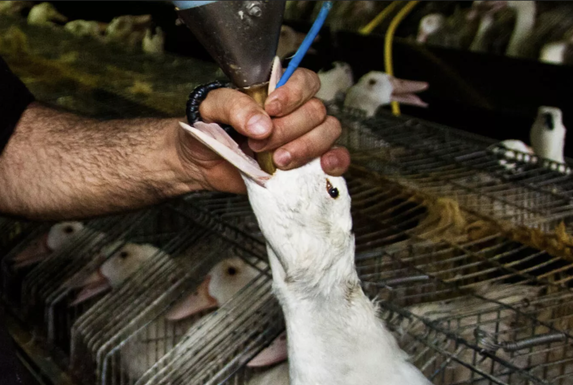 La terribile pratica dell&rsquo;alimentazione forzata per la produzione del &ldquo;fegato grasso&ldquo;