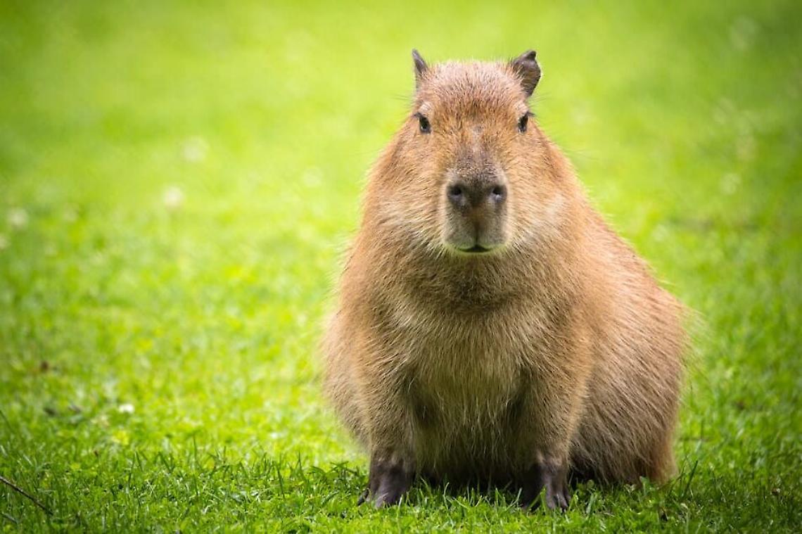 Arrivano i capibara a Zoom Torino: le &ldquo;star del web&rdquo; conquistano il bioparco