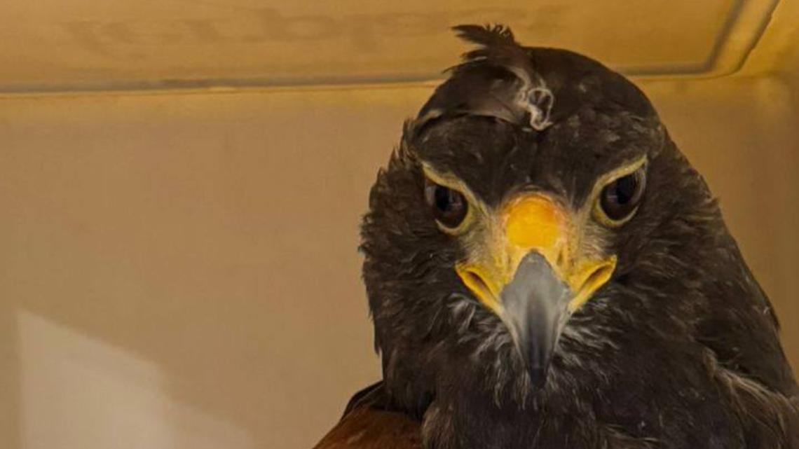 Poiana di Harris trovata a terra a Venaria: &egrave; inanellata, si cerca il proprietario