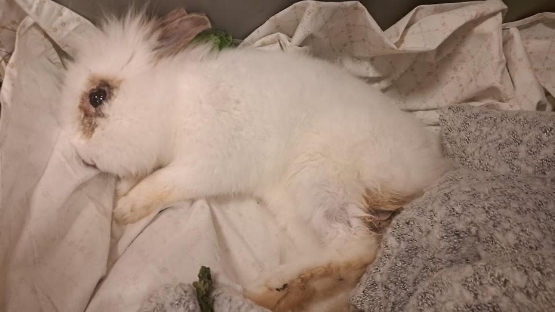 Pasqua amara a San Gillio: coniglio abbandonato in strada, &egrave; in gravi condizioni