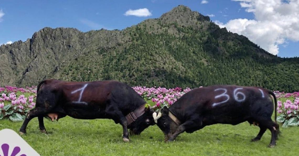 Incontro fra "Regine"