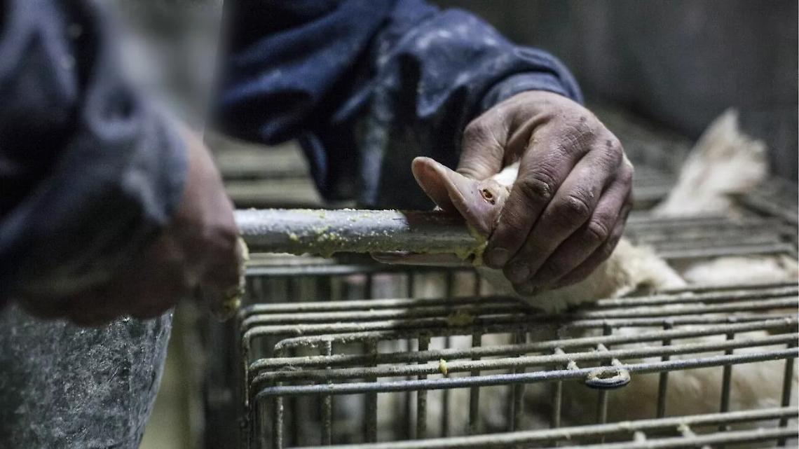 &rsquo;analisi di Animal Equality solleva dubbi sul peso delle lobby nelle scelte UE