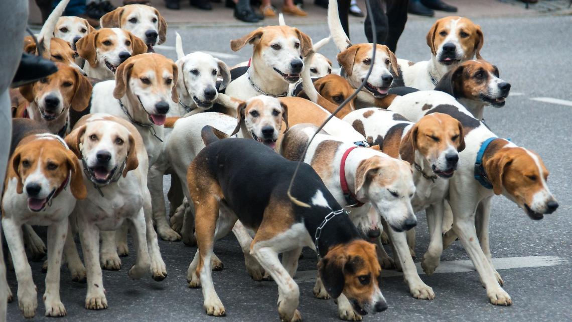 55 cani trovati morti