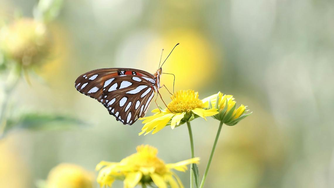 Salassa profuma di tradizione