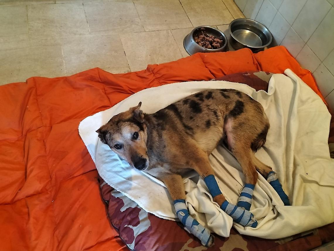 Tek trascinato sull&rsquo;asfalto, ora &egrave; salvo: il caso che scuote il Canavese