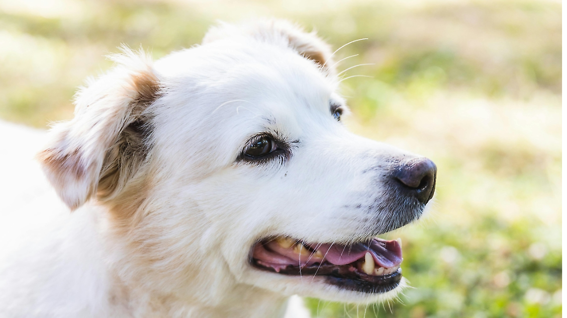 Caselle Torinese, il Palatenda si riempie di code e guinzagli: successo per la giornata della salute veterinaria