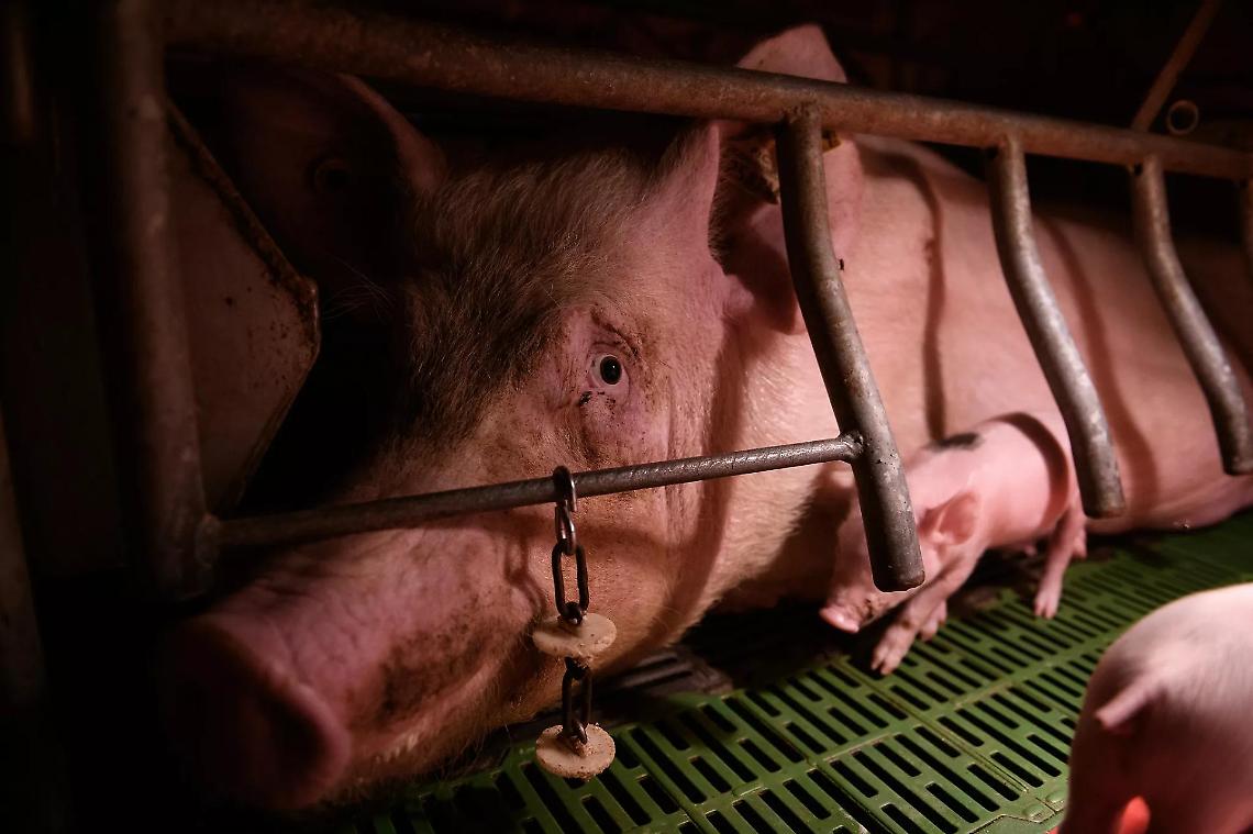 Liberi dalle gabbie: contro la crudelt&agrave; sugli animali