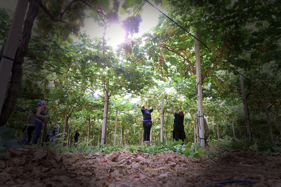 Il Piemonte brinda, i braccianti pagano. Il vino &egrave; doc, il lavoro molto meno