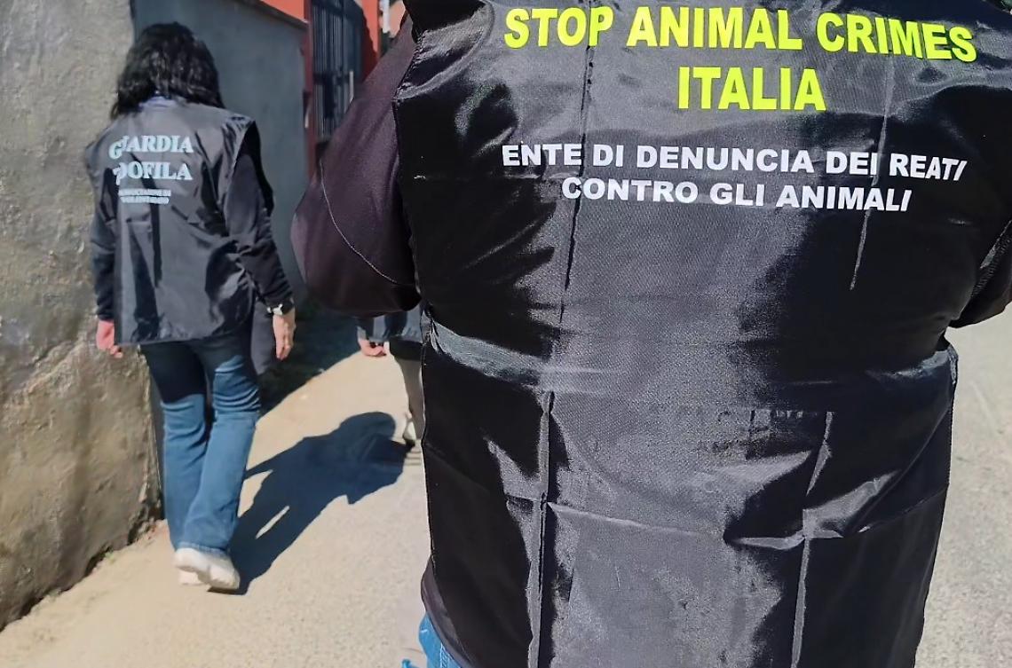 Sepolti vivi in un garage: cane e gatto salvati dall&rsquo;inferno di Orbassano