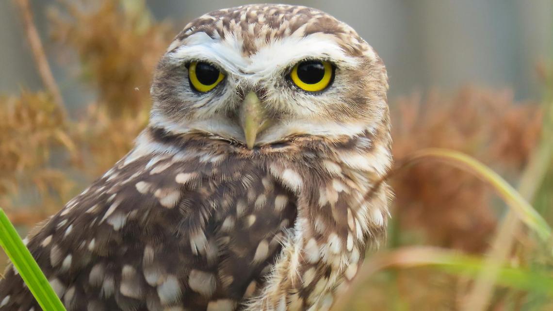 Tra mito e realt&agrave;