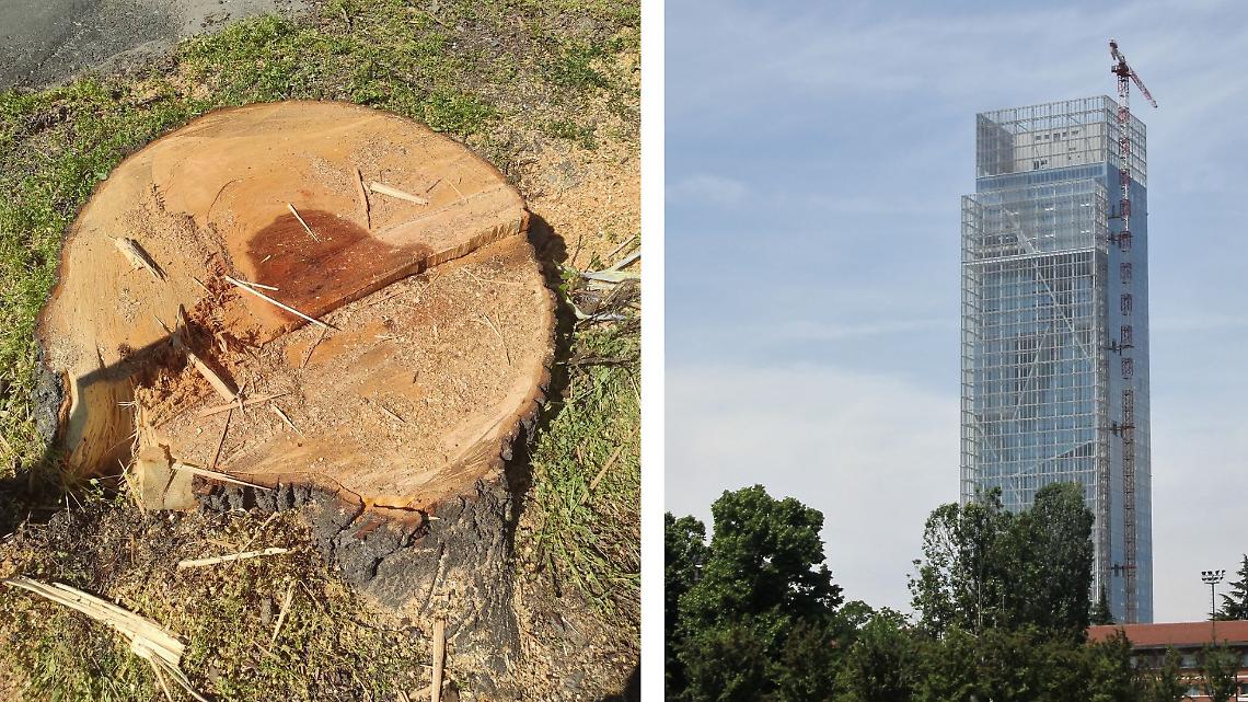 Tigli abbattuti in Canavese, la Regione difende il sindaco: &ldquo;Polemiche surreali&rdquo;