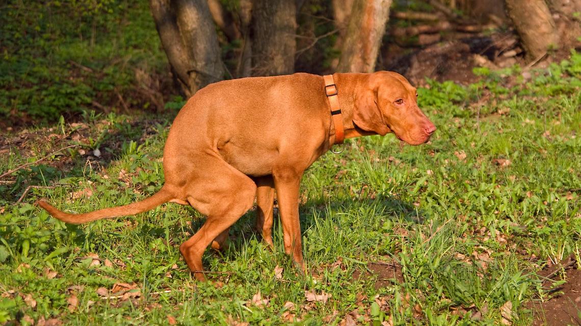 Ozegna richiama i cittadini: &ldquo;Cani s&igrave;, ma con educazione&rdquo;