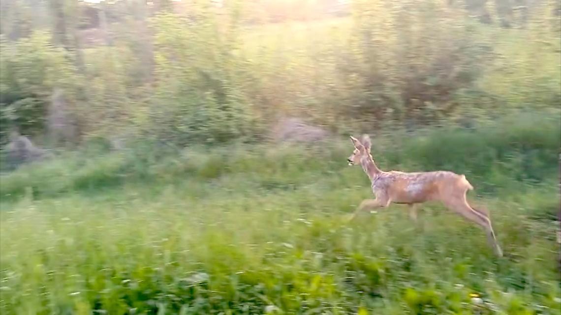 Capriolo nel cortile di casa: recuperato e liberato a Pino Torinese