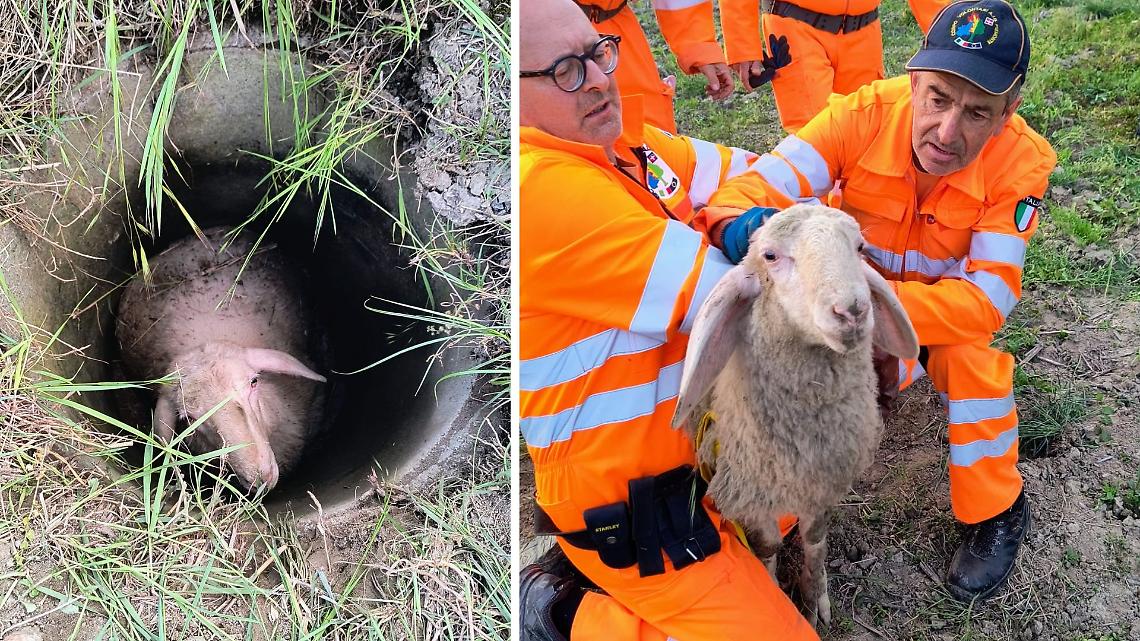 Pecora cade in un pozzo e rischia la vita: i volontari di San Raffaele Cimena la salvano