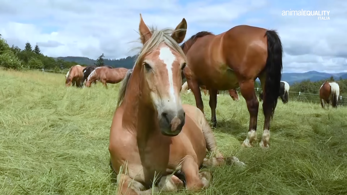 Tu lo chiami amico, la legge no - Stop Macellazione Cavalli 2-41 screenshot