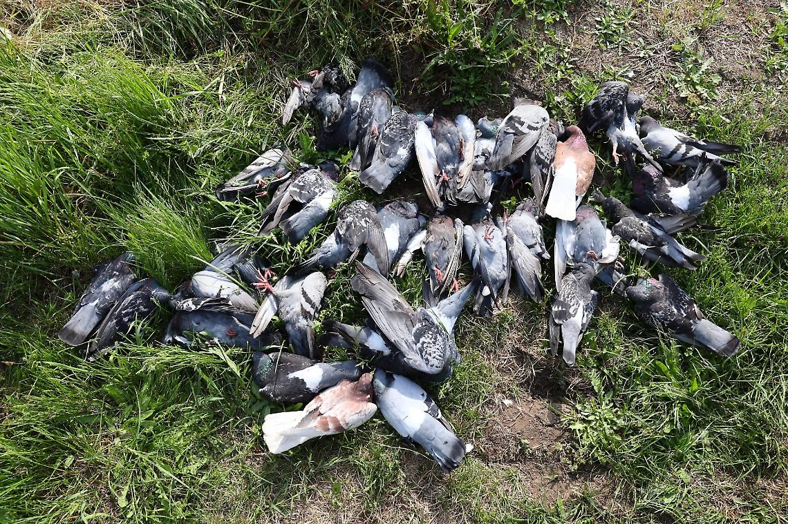 Strage di piccioni tra Caselle e Borgaro: volontari sotto shock