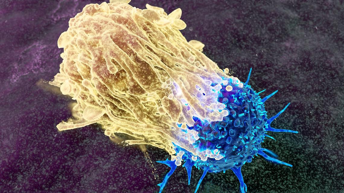 Macrofago che attacca una cellula cancerosa, illustrazione 