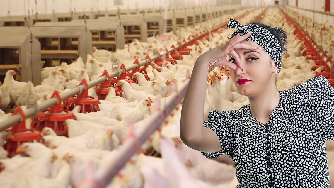 Miasmi dagli allevamenti avicoli