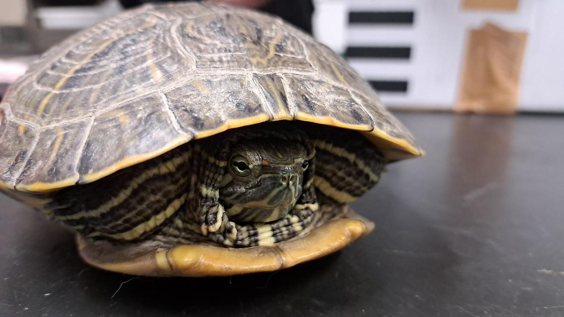 Tartaruga esotica trovata nel parcheggio a Lauriano