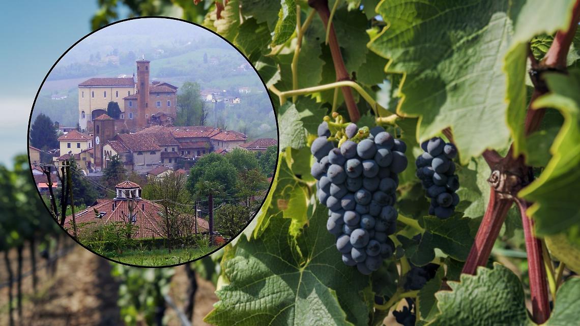 &ldquo;Pu&ograve; distruggere i vigneti&rdquo;: da Rivalba l&rsquo;allarme sulla malattia che minaccia le colline
