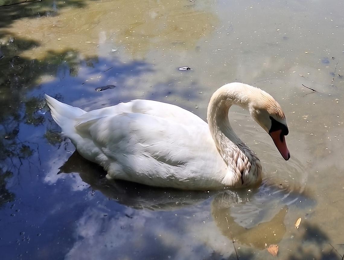 Rubate le uova dei cigni dell'Oasi della Speranza, i residenti chiedono chiarezza e riapertura dell'acqua