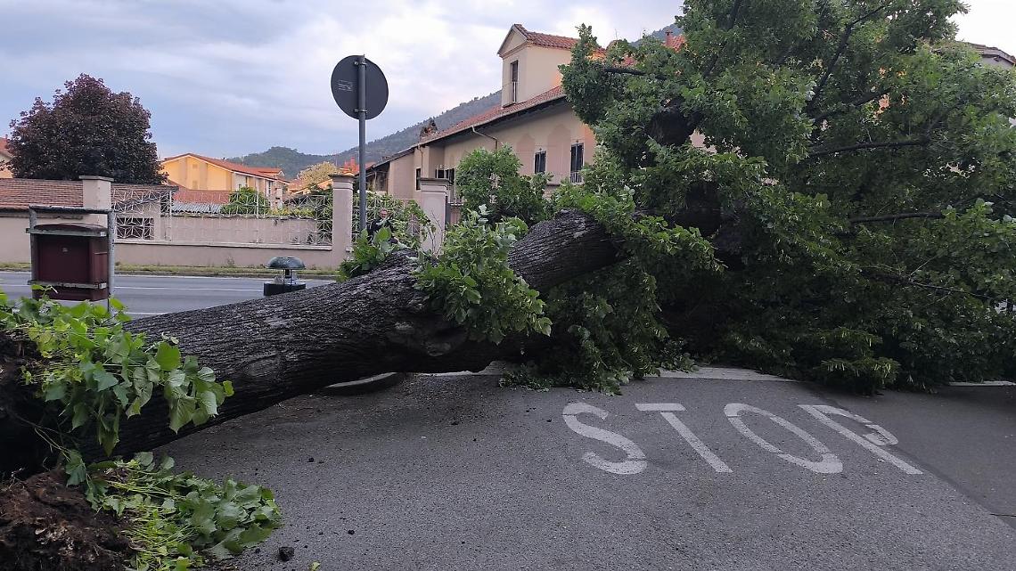 Albero cade in via Susa