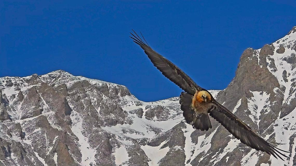 Il Gipeto torna a volare sulle Alpi piemontesi