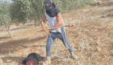 Ancora violenza in Cisgiordania: coloni israeliani assaltano contadini palestinesi durante la raccolta delle olive (VIDEO)