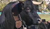 Le regine delle Valli di Lanzo: tra campanacci, prati dorati e giovani allevatori - VIDEO 