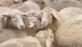 Cinquanta pecore entrano in un supermercato in Germania: il video &egrave; virale