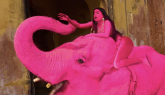 Elefante rosa