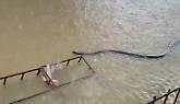 Thailandia, un enorme serpente nuota nelle acque dell’alluvione (VIDEO)
