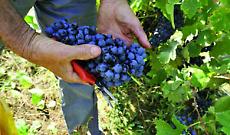 Vino piemontese in affanno tra magazzini pieni e braccia che mancano: la Lega chiede interventi urgenti