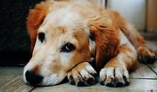 Biella, cane picchiato