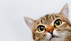 Apericena solidale a Ivrea: un brindisi per i gatti del gattile