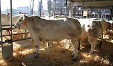 Carmagnola fa 562: la Fiera Primaverile trasforma la citt&agrave; nella capitale agricola del Torinese