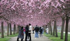 Fioritura dei ciliegi alla Reggia di Venaria