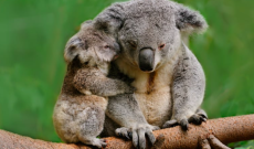 In Australia nasce il più grande santuario per koala al mondo, dopo gli incendi devastanti di sei anni fa