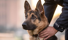 Pramollo, tre cani abbandonati e legati nel bosco: salvati dalla LAV e dai Carabinieri