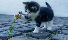 Valperga rubano la gattina