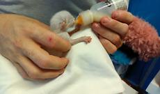 Lessolo, il dramma dei gattini gettati tra i rifiuti: l’ultimo è morto venerdì notte