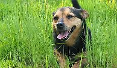 Shock nel torinese: cane amato da tutti ucciso da un colpo di caccia (VIDEO)