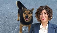 Il cane Rocky, ucciso dai cacciatori e la consigliera Sarah Disabato (M5S) 