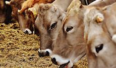 Quincinetto festeggia la tradizione: torna la Fiera Autunnale del Bestiame